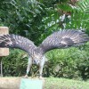 Philippine Eagle Park