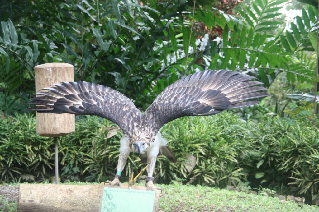 Philippine Eagle Park