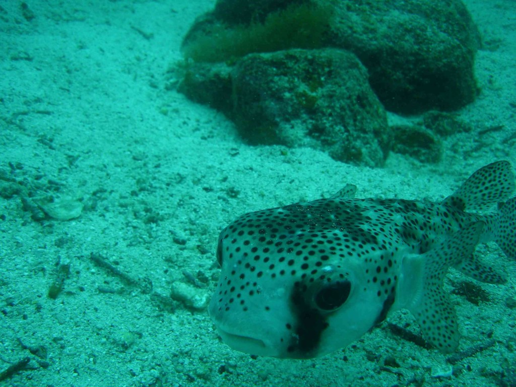  für Mama Flüthmann: Pufferfisch