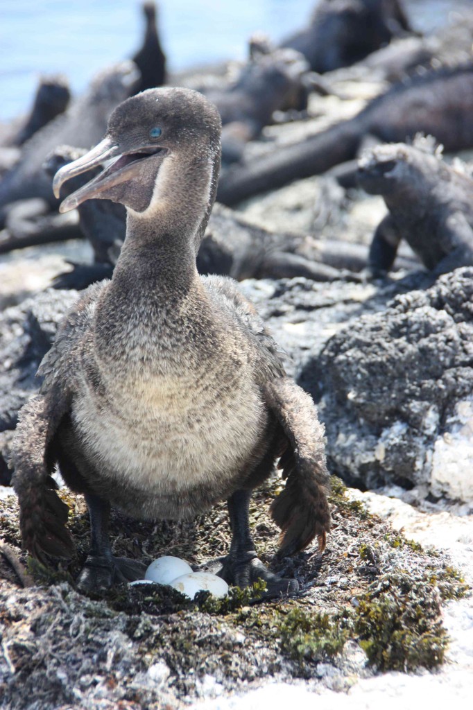 Fliegen kann er zwar nicht mehr der Cormoran, dafür aber Brüten, was passt besser zur Päd 4