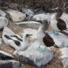 Wenn schon kein Baby Kanguru, dann wenigsten eine Baby Blue Footed Booby