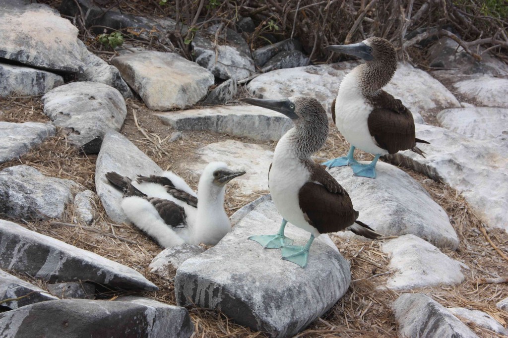 Jennifer, Cristoph und Lene-Maje: Wenn schon kein Baby Kanguru, dann wenigsten eine Baby Blue Footed Booby