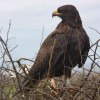 für Mama Flüthmann: Galapagos Falke