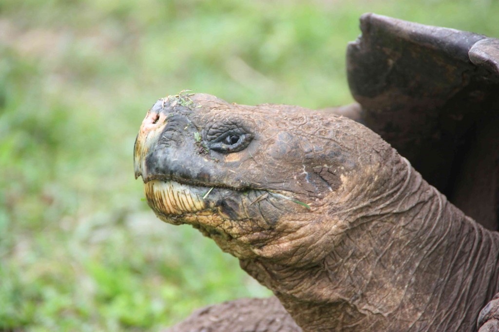 Reisenschildkröte