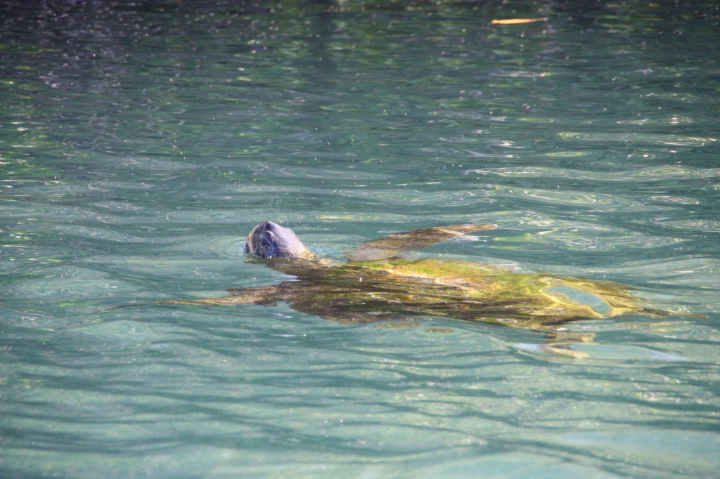 Wasserschildkröte